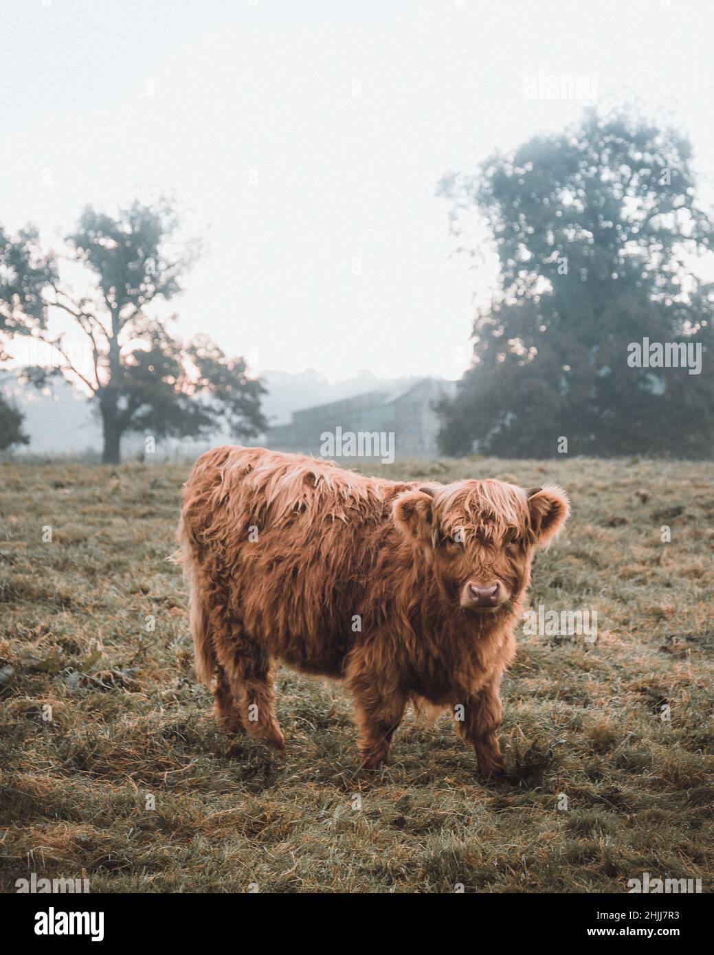Vertical shot of a highland cattle standing in the field Stock Photo ...