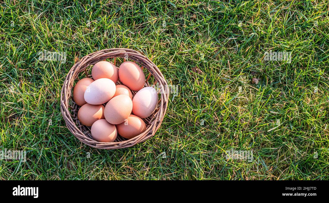 Basket with fresh chicken eggs on the grass. Stock Photo