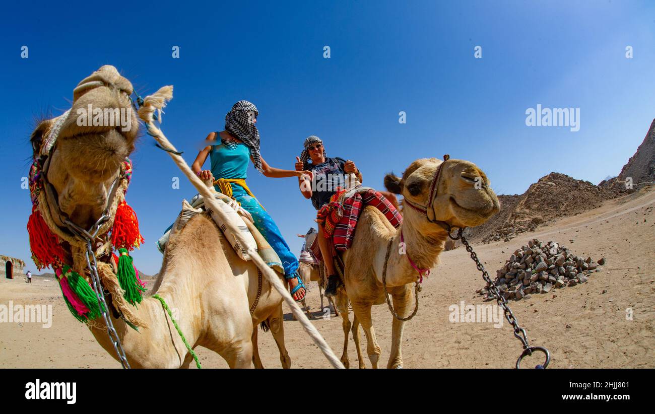 Tourists riding camels in Egypt led by locals for fun Stock Photo - Alamy