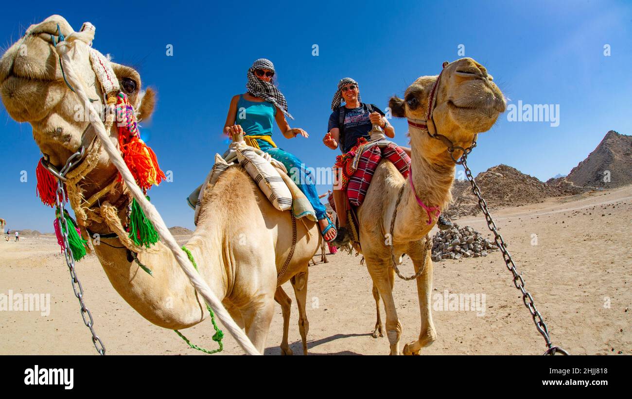 Tourists riding camels in Egypt led by locals for fun Stock Photo - Alamy