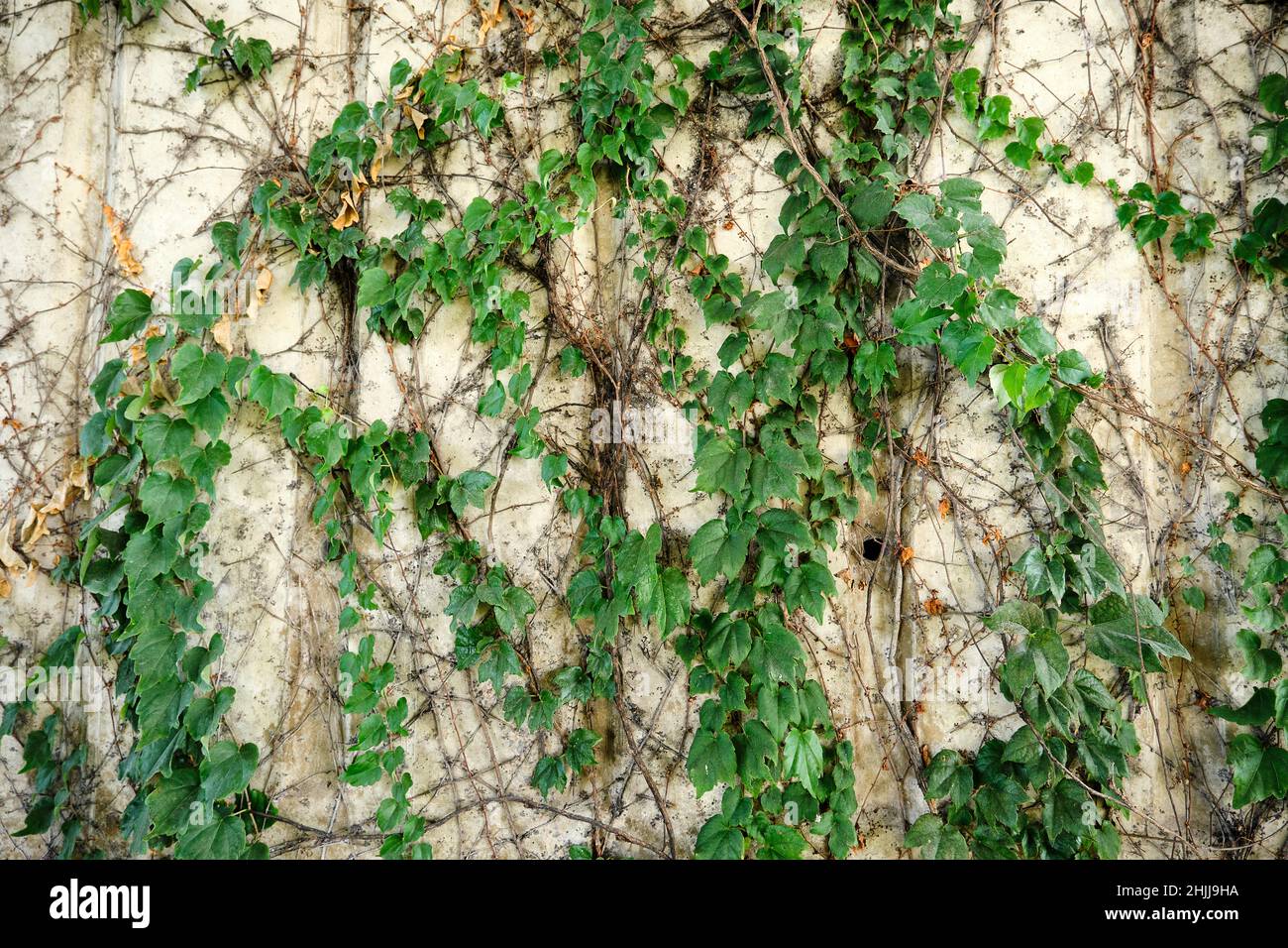 Concrete wall, wall is covered by green ivy, ivy on concrete background. Stock Photo
