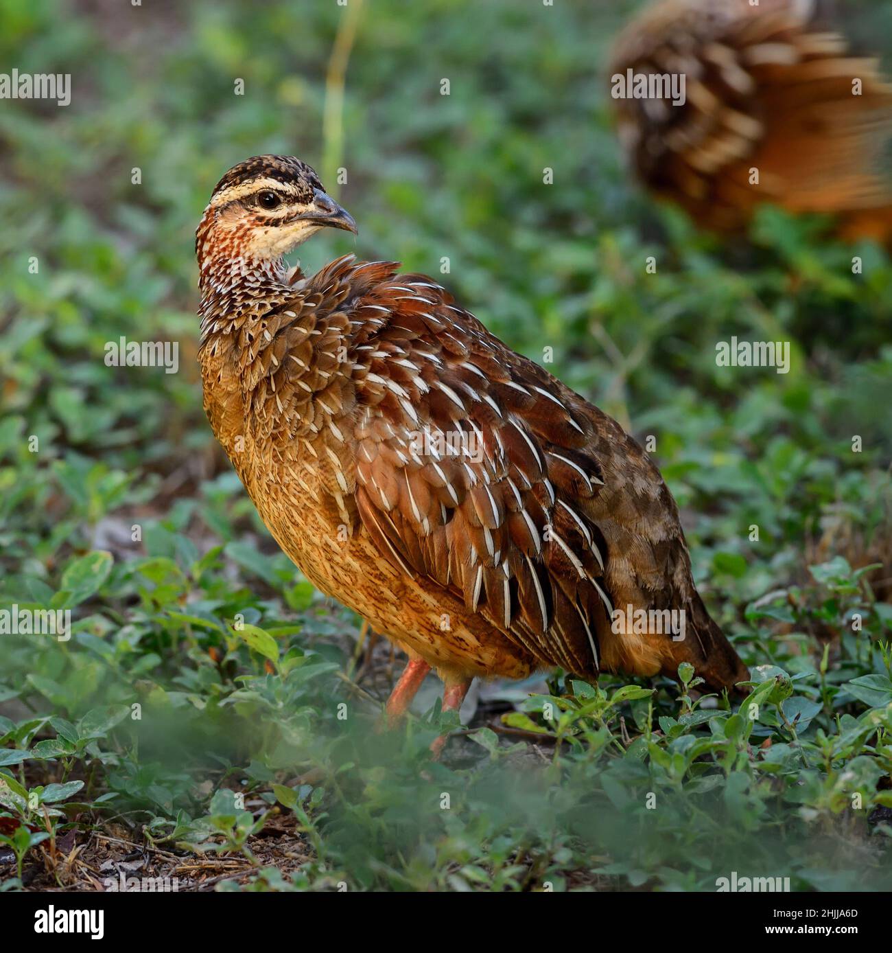 Common Quail - Coturnix coturnix, shy ground bird from worldwide bushes and savannahs, Tsavo east, Kenya. Stock Photo