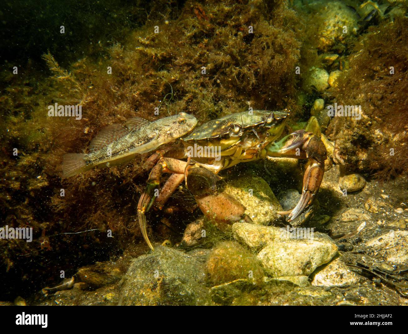 A crab and a Sandy Goby, Pomatoschistus minutus, in The Sound, the water between Sweden and Denmark Stock Photo