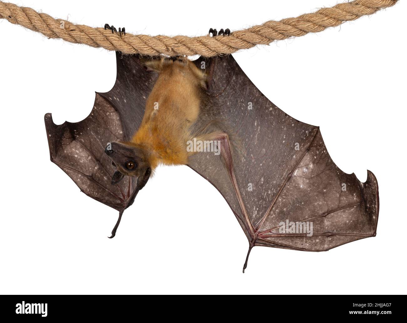 Young adult flying fox, fruit bat aka Megabat of chiroptera, hanging side ways on sisal rope with both spread showing structure of the bones. Looking Stock Photo