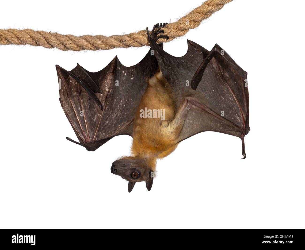 Young adult flying fox, fruit bat aka Megabat of chiroptera, hanging facing camera on sisal rope with both wings folded. Looking to the side away from Stock Photo