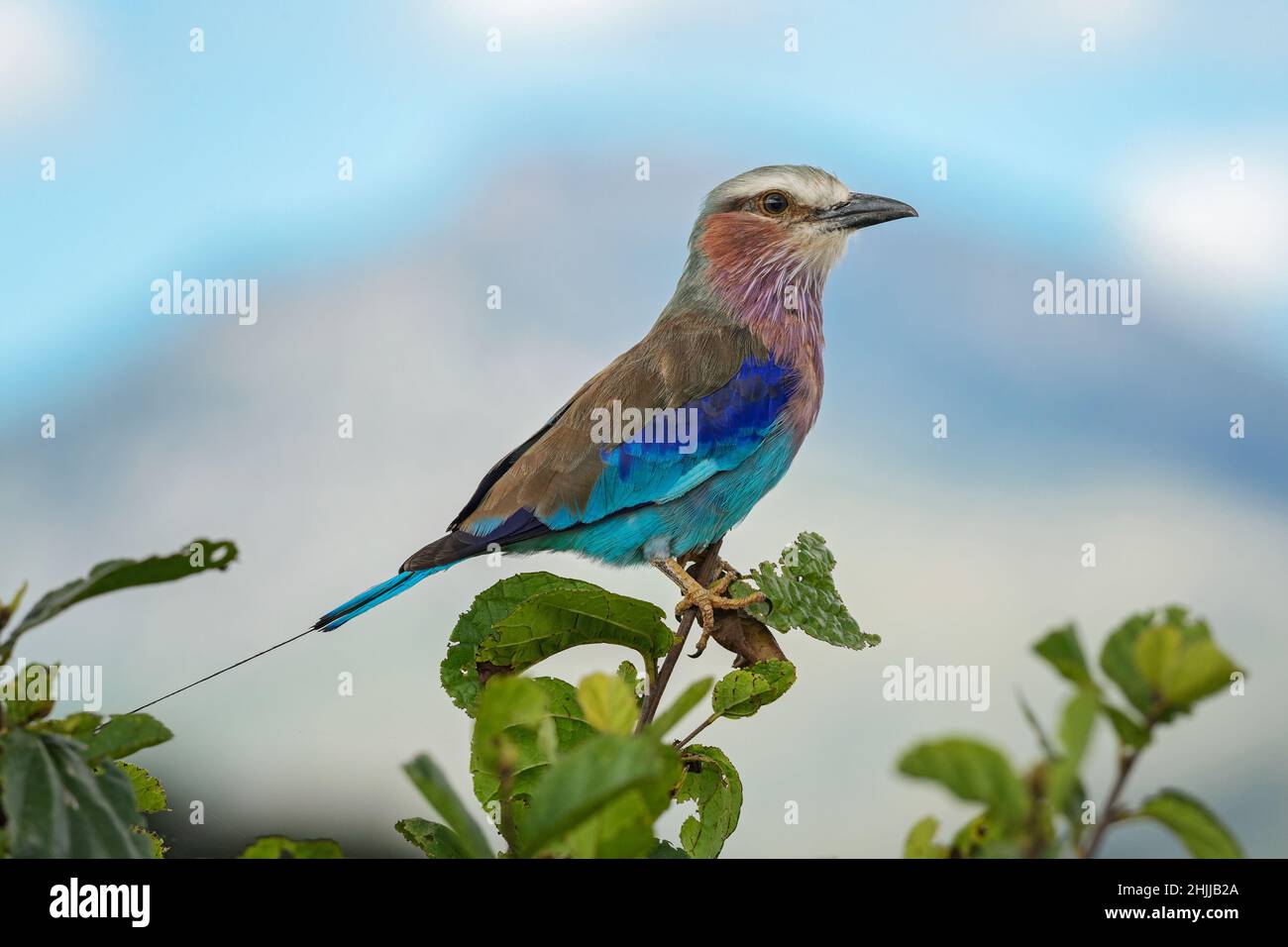 Lilac-breasted Roller - Coracias caudatus, beautiful colored bird from African bushes and savannahs, Amboseli, Kenya. Stock Photo