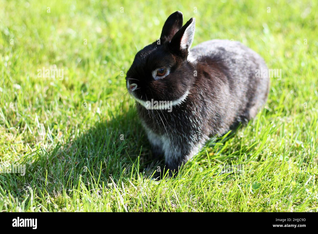 Little black rabbit on green grass background. Netherland Dwarf Rabbit on spring lawn. Stock Photo