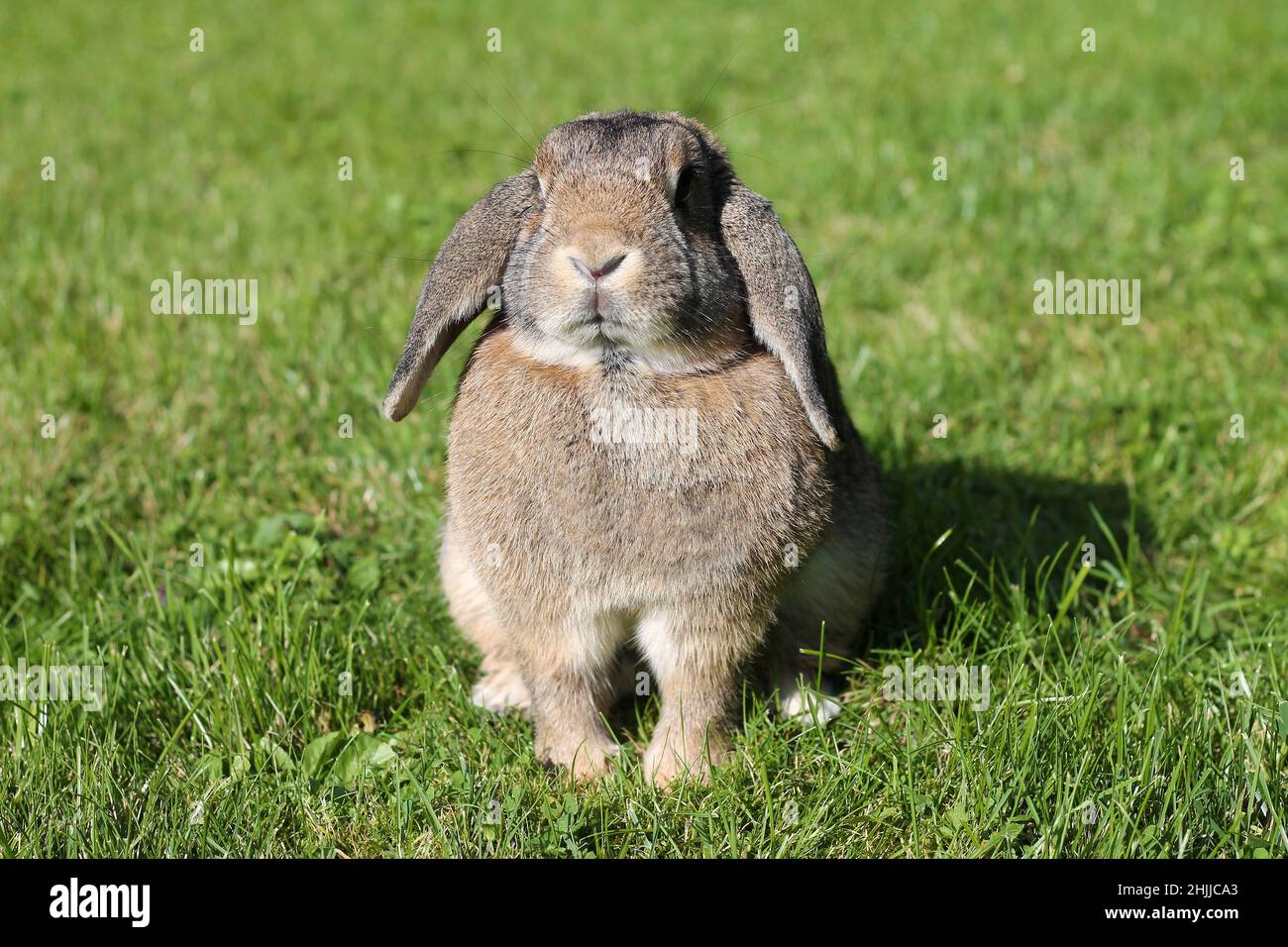 Brown Lop-earred rabbit on spring green grass background. Stock Photo