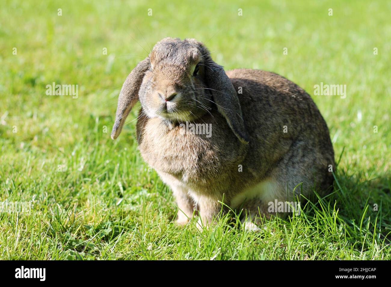 Brown Lop-earred rabbit on spring green grass background. Stock Photo