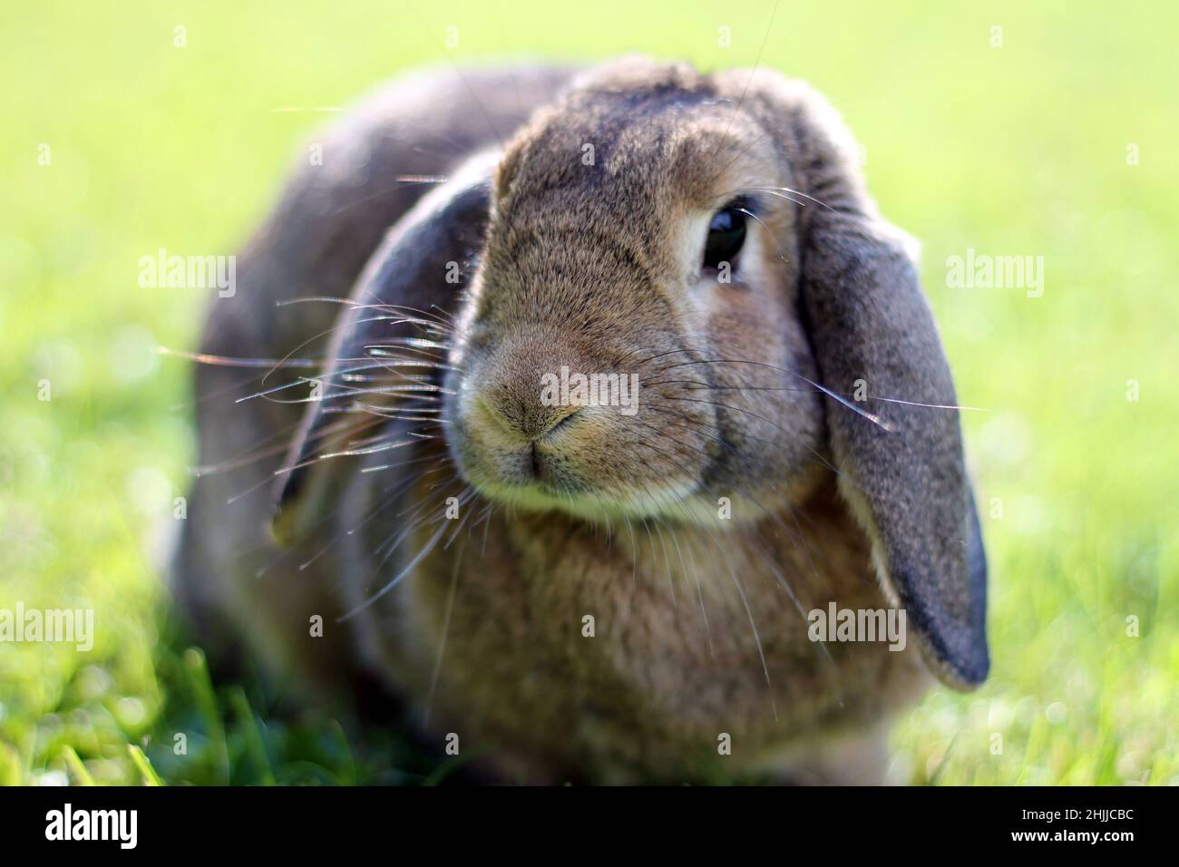 Brown Lop-earred rabbit on spring green grass background. Stock Photo