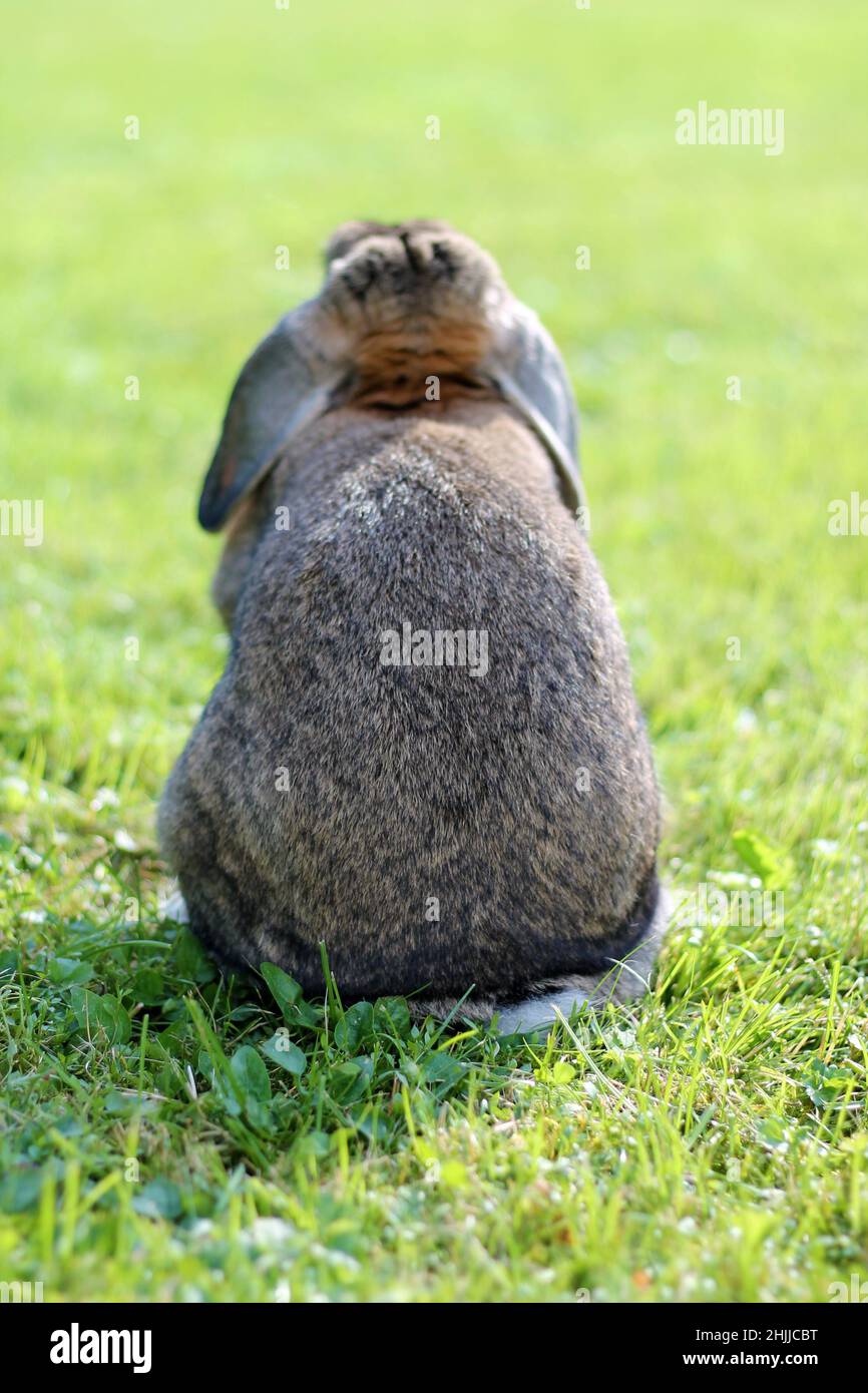 Brown Lop-earred rabbit on spring green grass background. Back view. Stock Photo