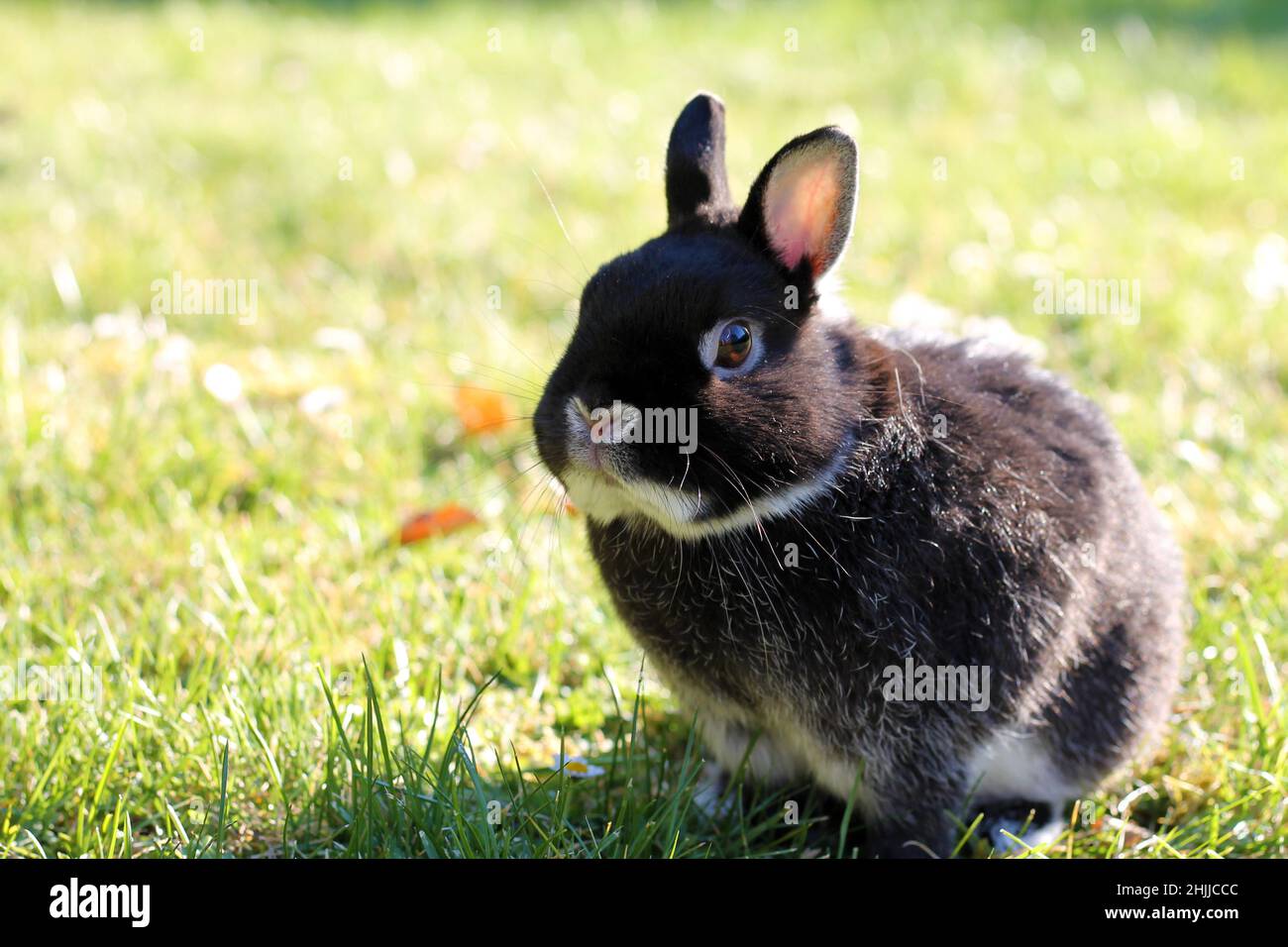 Little black rabbit on green grass background. Netherland Dwarf Rabbit on spring lawn. Stock Photo