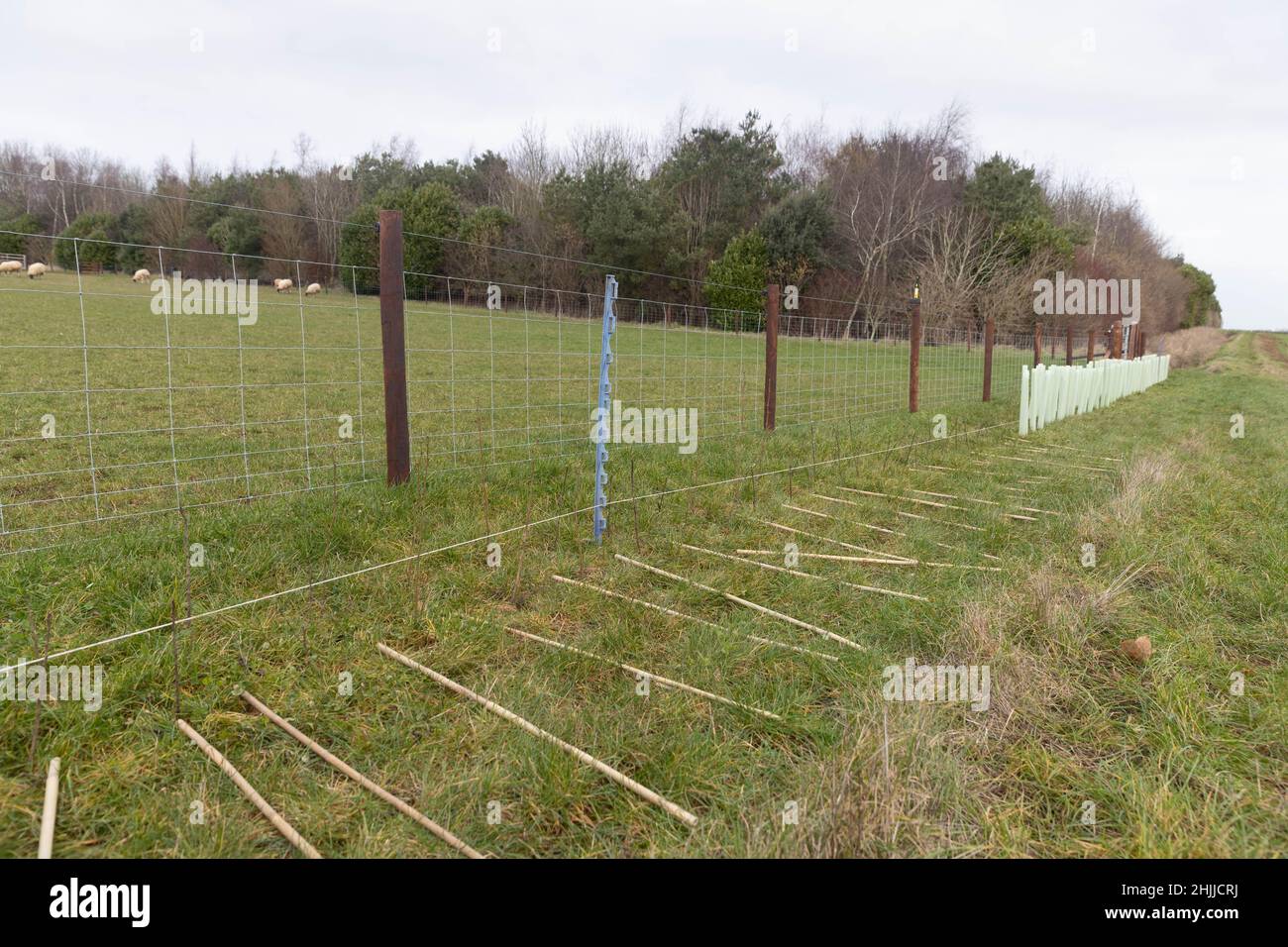 20.1.2022 Hedge planting  in Rutland Stock Photo