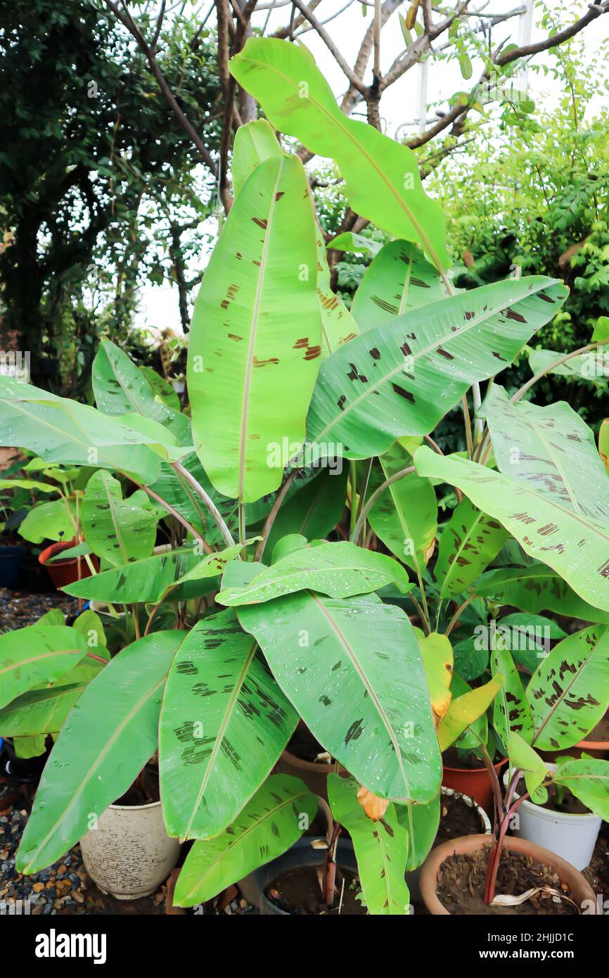 banana plant, blood banana or Musa acuminata or Musa balbisiana leaf Stock Photo