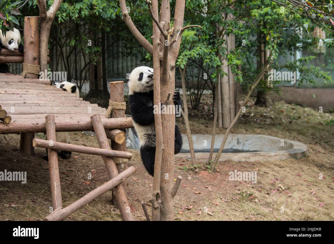 China, Sichuan, Chengdu panda base Stock Photo