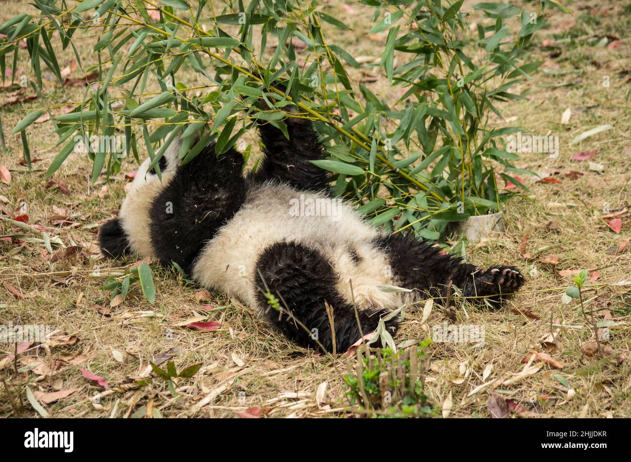 China, Sichuan, Chengdu panda base Stock Photo