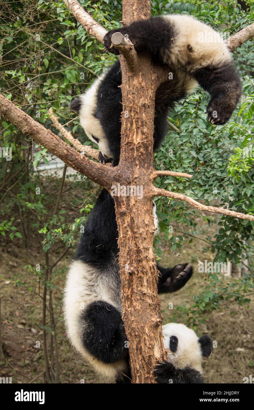 Pandas Stock Photo