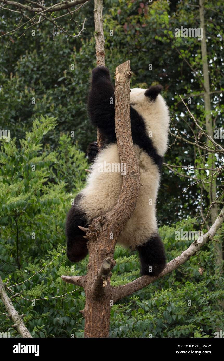 Pandas Stock Photo