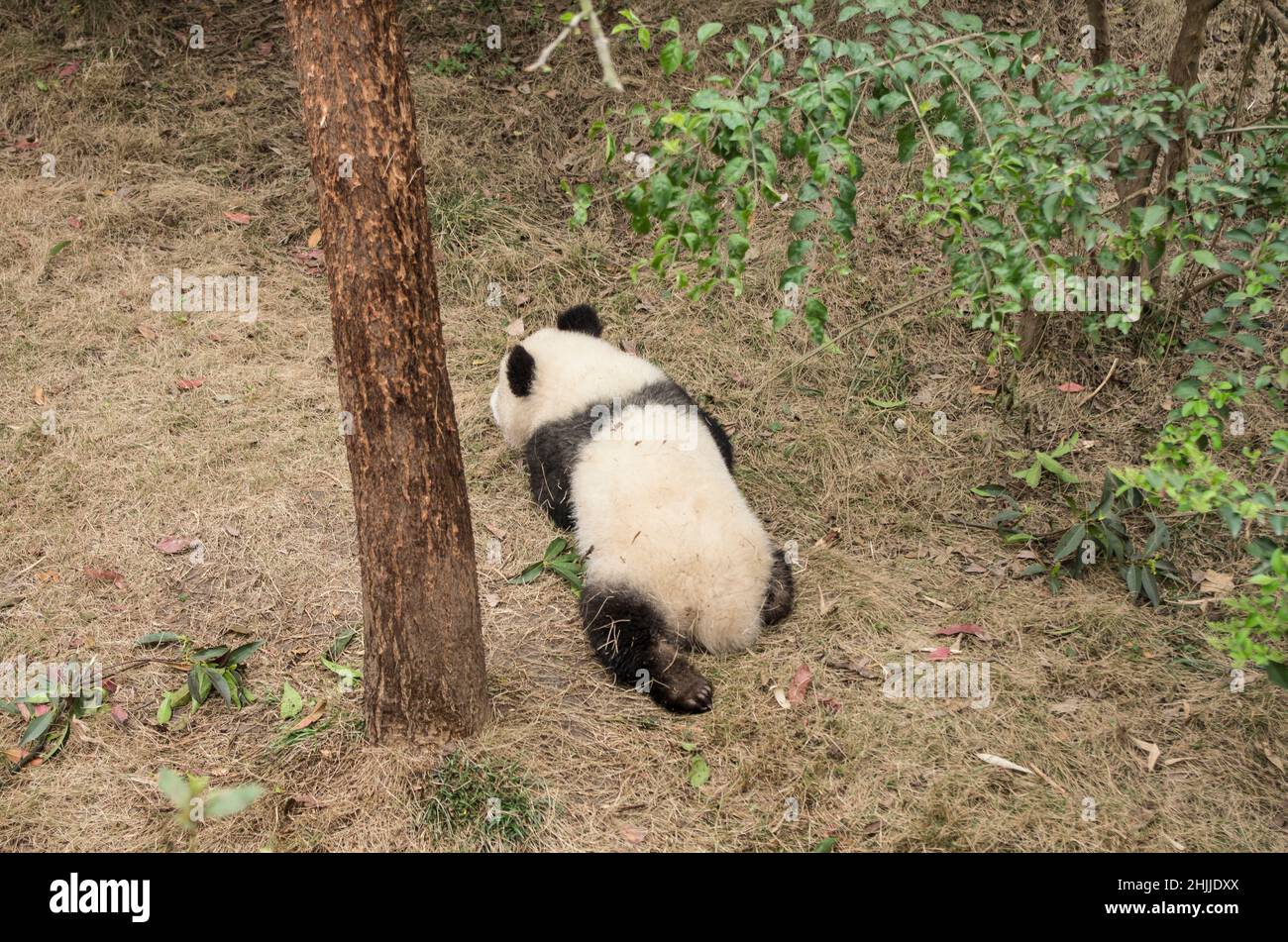 Giant panda, ChengDu panda Base, Sichuan , China Stock Photo