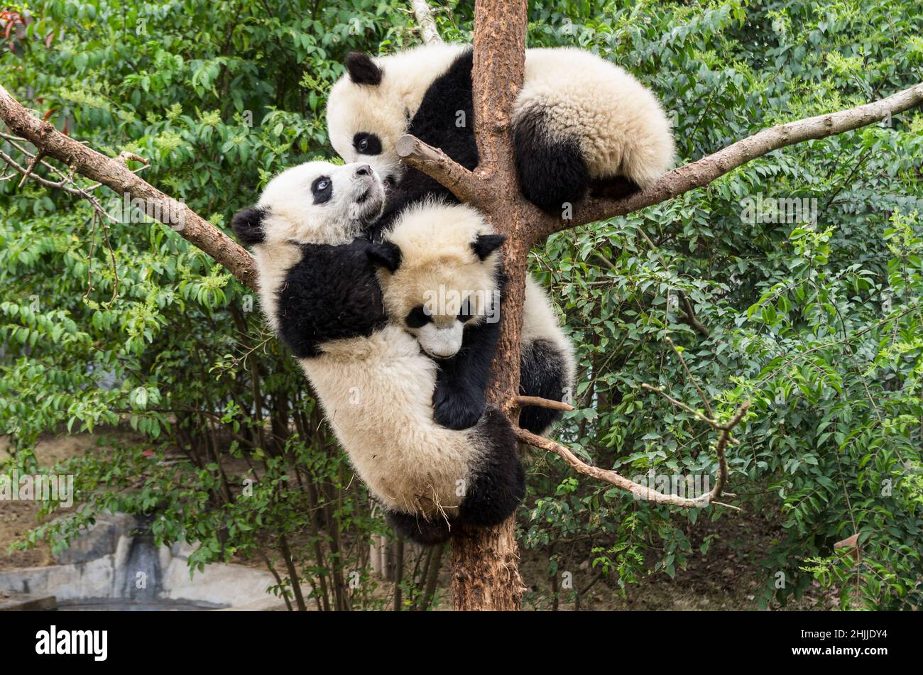 Giant panda, ChengDu panda Base, Sichuan , China Stock Photo
