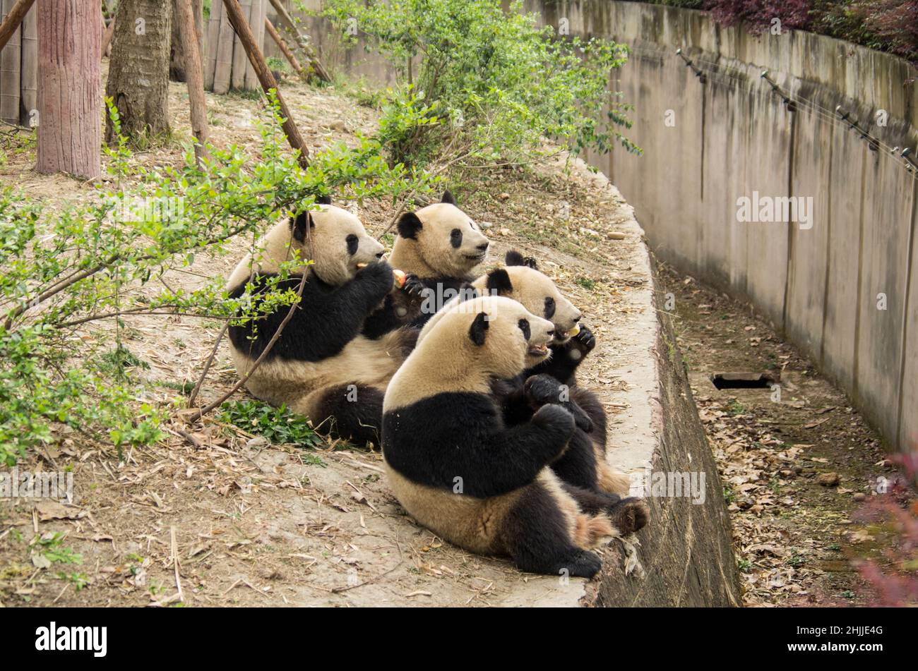China, Sichuan, Chengdu Panda Basee Stock Photo