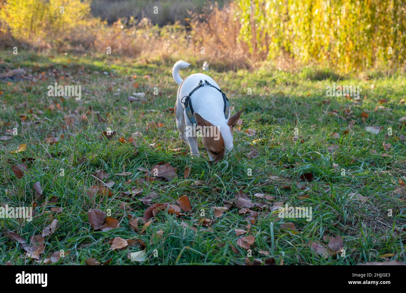 A dog of the Jack Russell Terrier breed stands in the green grass in autumn in the forest against the background of yellow trees with its head bowed a Stock Photo