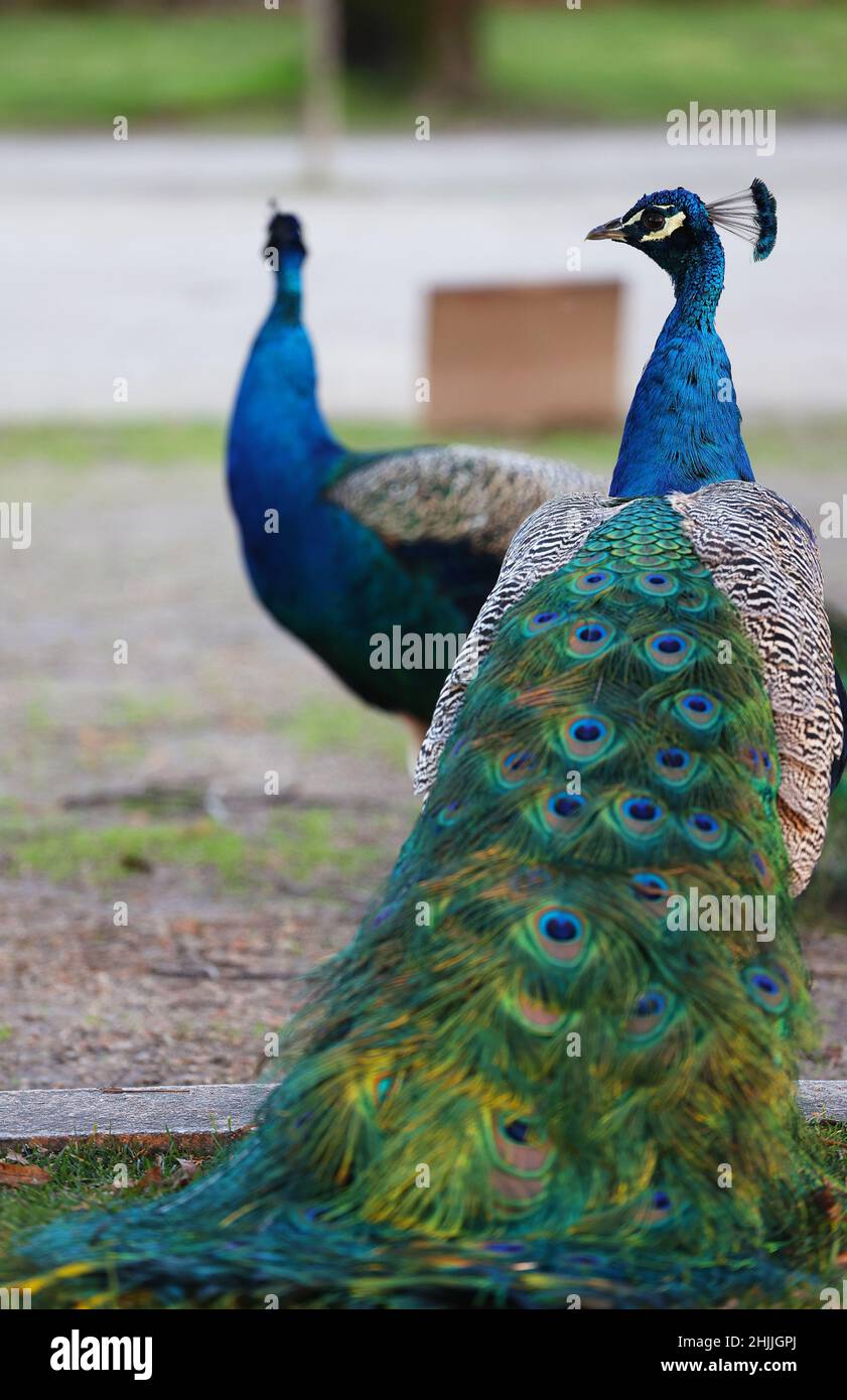 Closeup of Indian peafowls Stock Photo