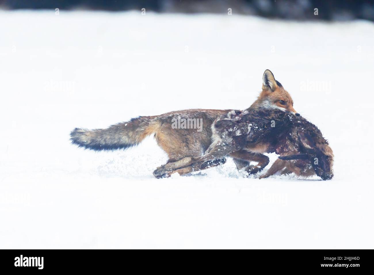 Side view of running red fox (Vulpes vulpes) holding a caught rabbit in ...
