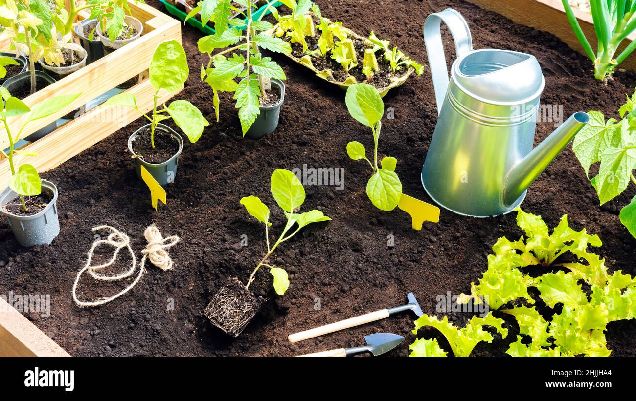 Planting potted seedlings in wooden raised beds in spring. Using a