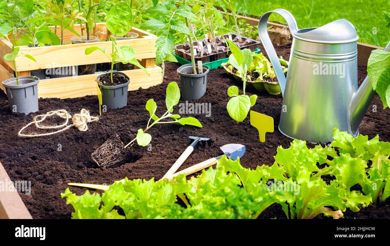 Planting seedlings of vegetables in the soil in wooden raised beds
