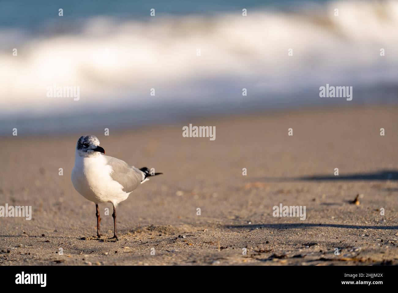 Single seagull on the beach sand Stock Photo