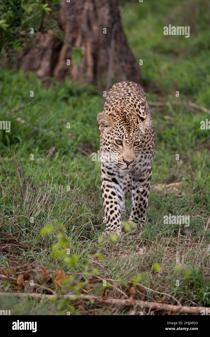 Male African leopard in the bush in Sabi Sands Game Reserve, South Africa Stock Photo