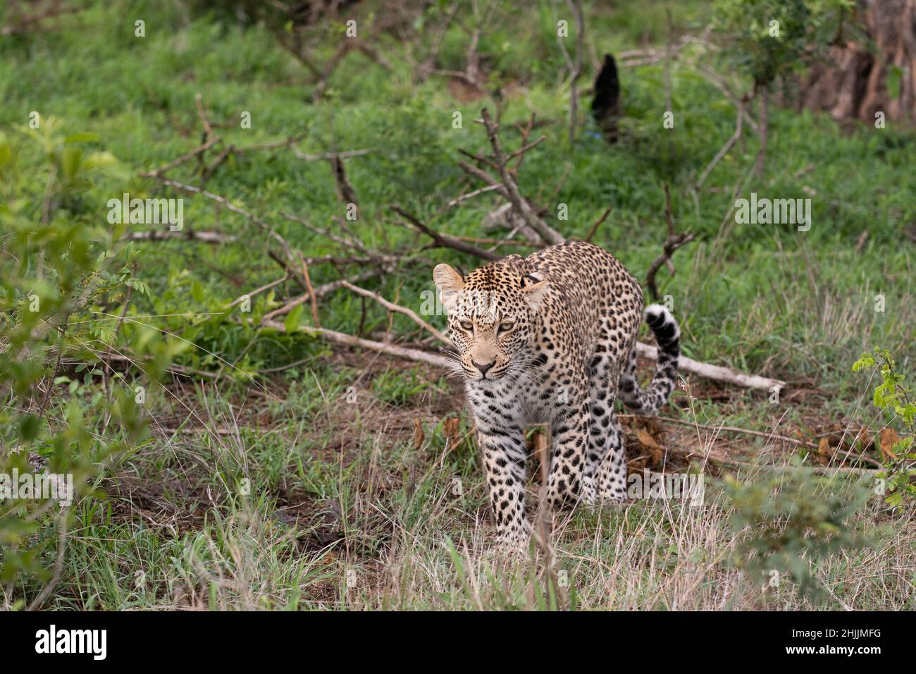 Male African leopard in the bush in Sabi Sands Game Reserve, South Africa Stock Photo