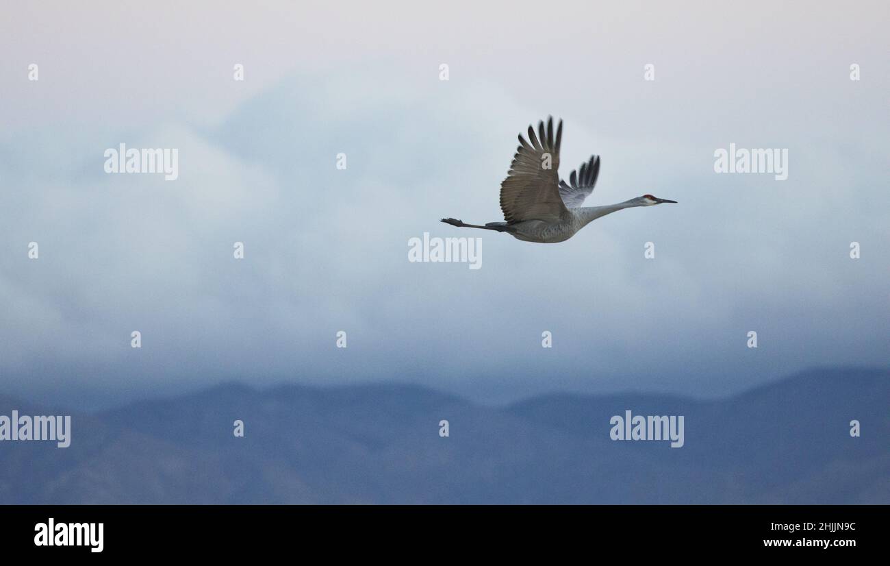 One sandhill crane flying over mountains in New Mexico soars in powerful freedom of graceful flight with copy space on left Stock Photo