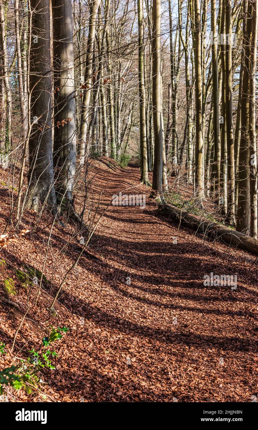 Woodland path wales hi-res stock photography and images - Alamy