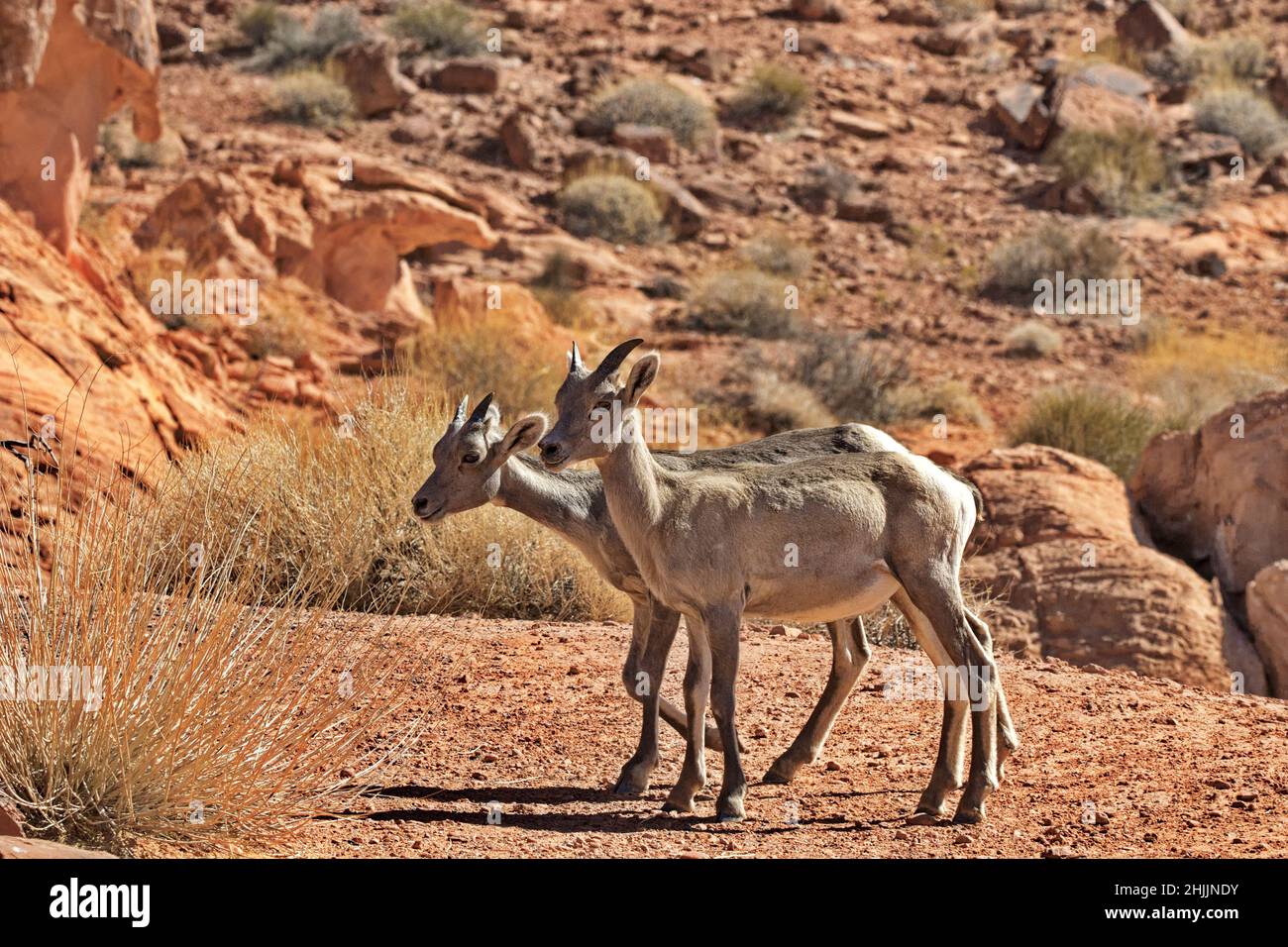 Pair of young, horned Desert Bighorn Sheep walk in the Mohave Desert of Valley of Fire State Park in Nevada Stock Photo