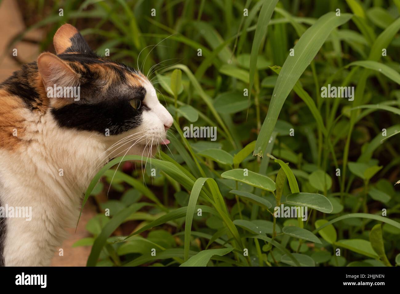 Visual Reference: Cat Eating New Grass In The Home Garden Stock Photo