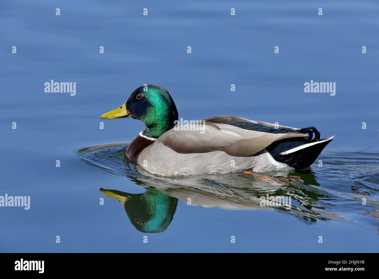 Emerald green head and yellow beak of male mallard duck reflected in tranquil blue water Stock Photo