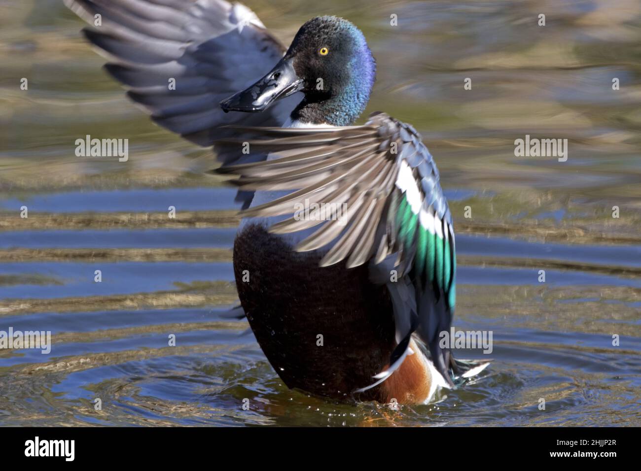 Northern Shoveler duck displays courtship and bonding in wing flapping behavior at Sweetwater Wetlands in Tucson Stock Photo