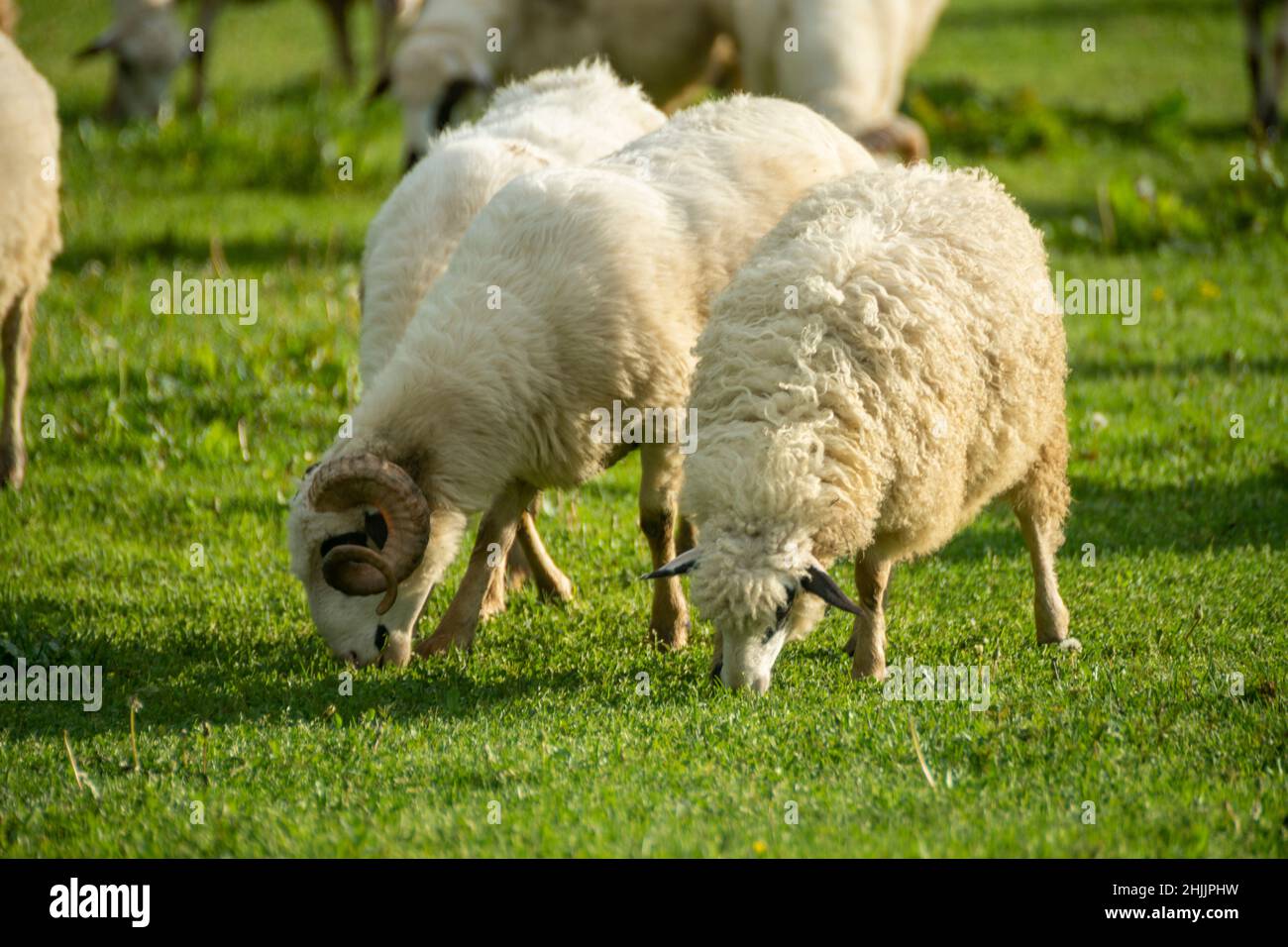 herds of sheep grazing in the field Stock Photo - Alamy