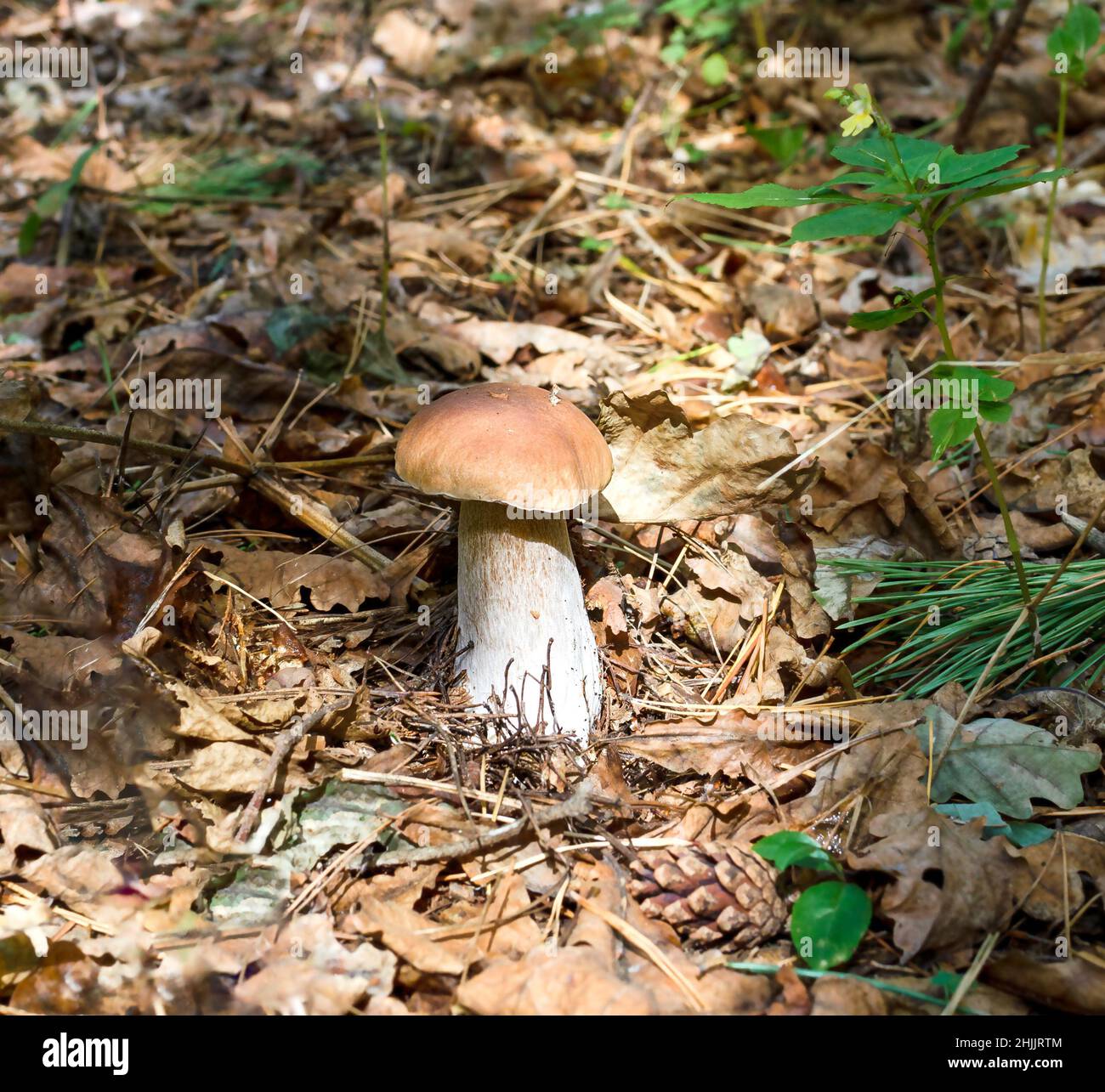 white edible mushroom grows in the forest on a warm day close-up Stock Photo