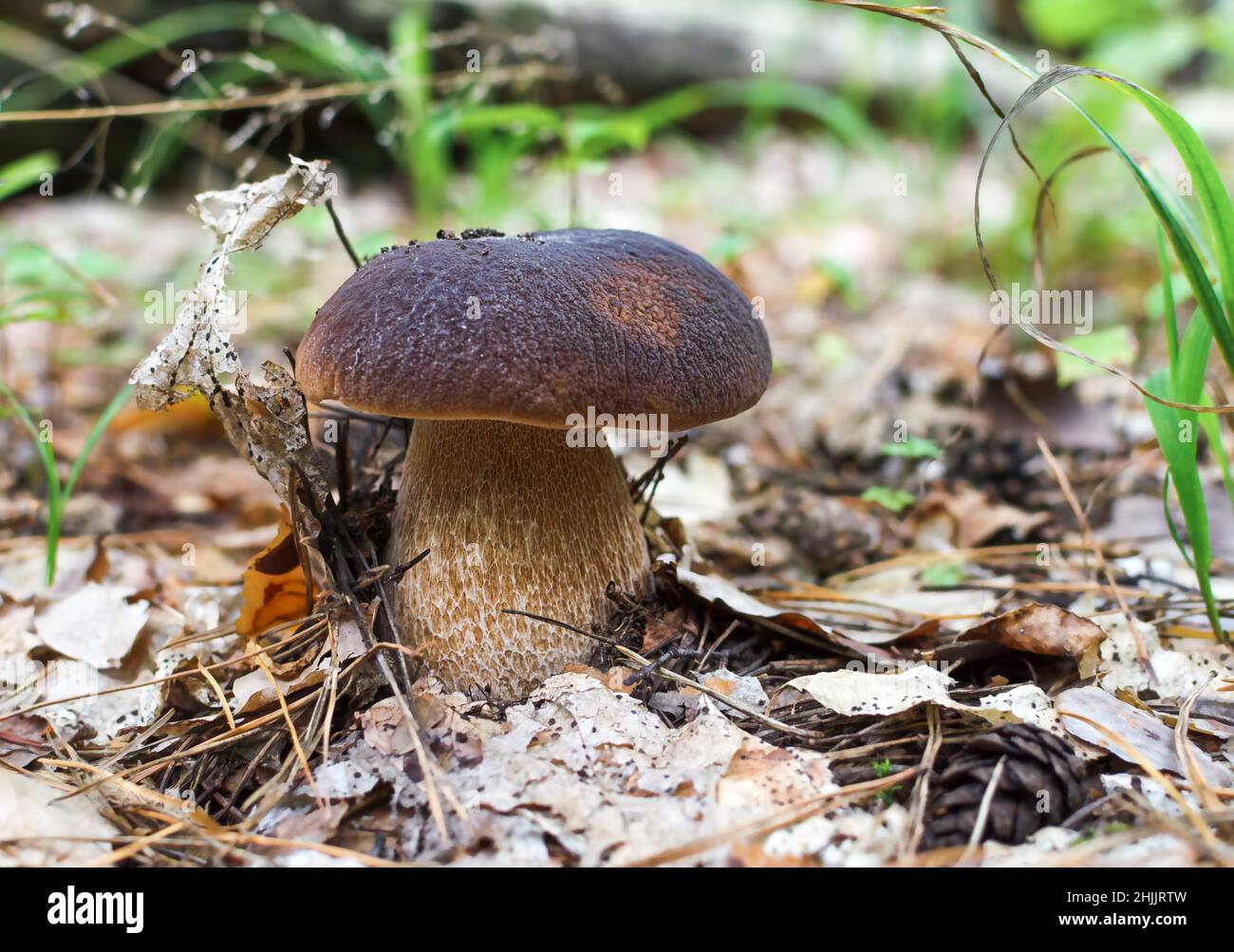 mushroom with brown hat, white edible mushroom grows in the forest on a warm day close-up Stock Photo