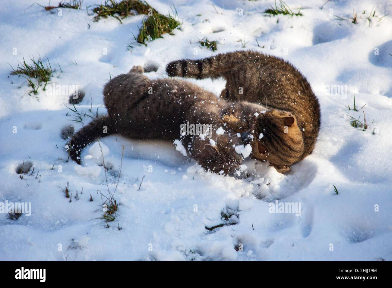 Fight of two tabby cats in the snow Stock Photo