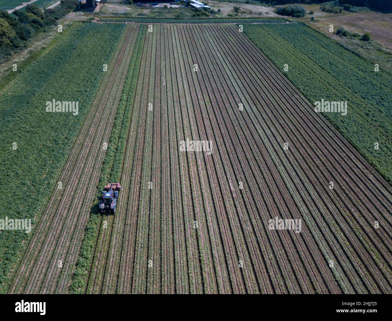 Aerial view of a tractor hilling potatoes with disc hiller in a potato