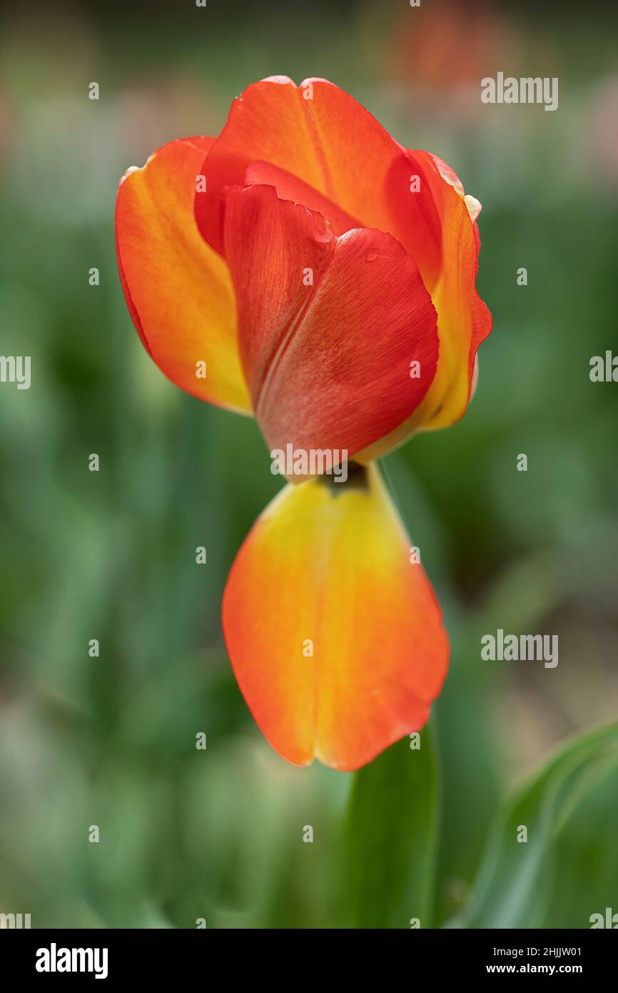 wilting tulip against a green background Stock Photo