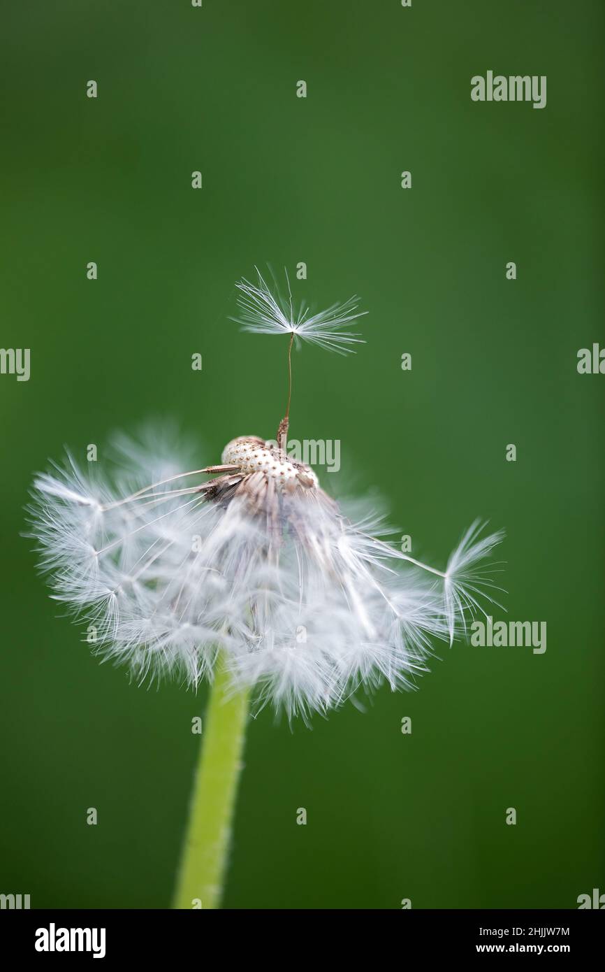 close up of a dandelion seed head, one pappus dancing on top Stock Photo