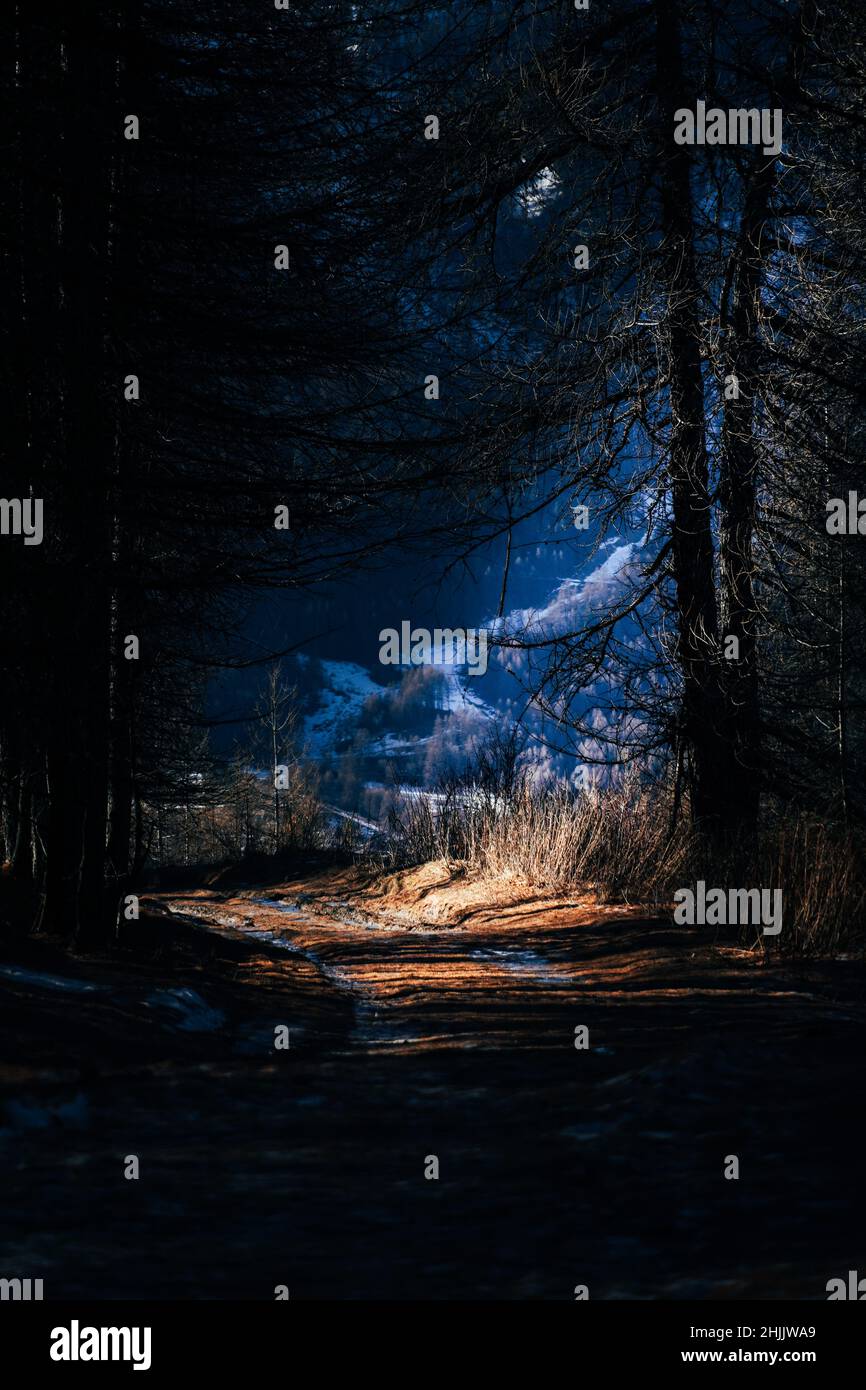 Night view forest hi-res stock photography and images - Alamy