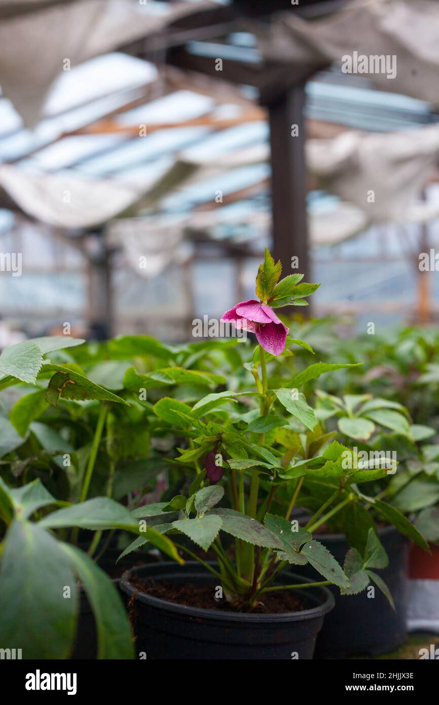 Industrial growth of Hellebore orientalis Anemone pink picotee, beautifulflowers for winter garden Stock Photo