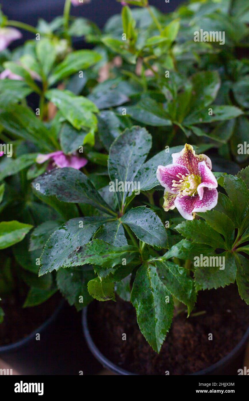 Industrial growth of Helleborus Rose Flower for winter and spring garden, Hellebore Anemone pink picotee Stock Photo