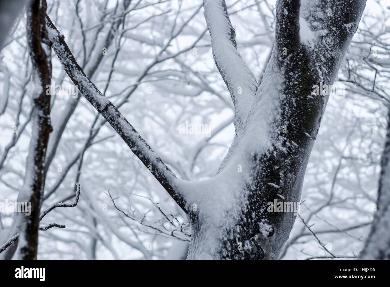 Winter forest background snowy hi-res stock photography and images - Alamy